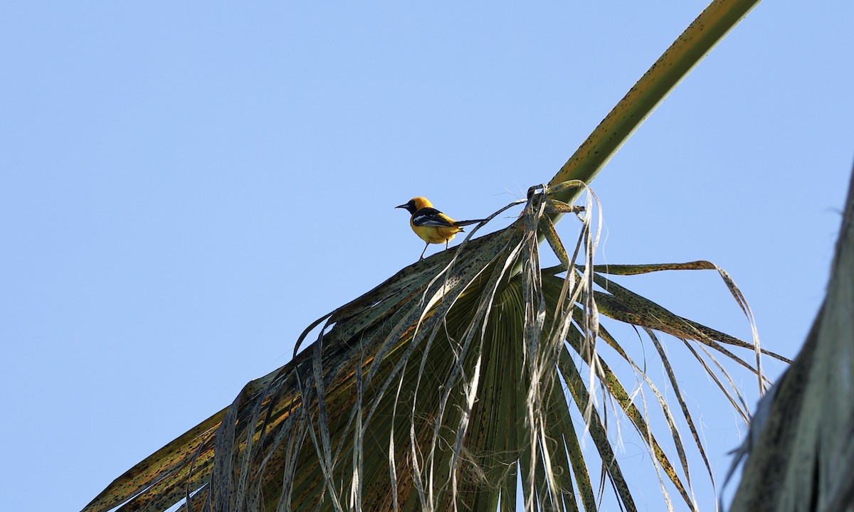 Hooded Oriole - ML620590623