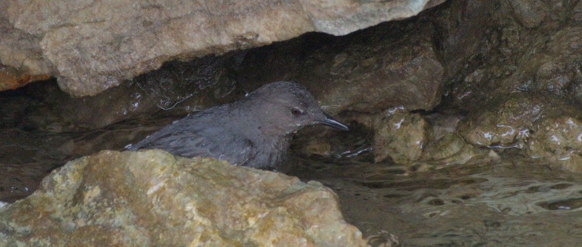 American Dipper - ML620590624