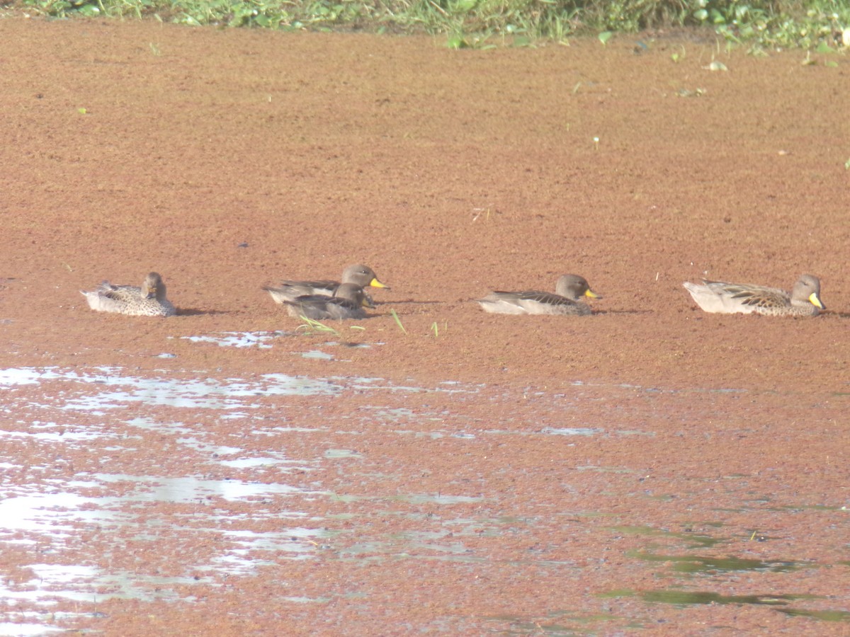 Yellow-billed Teal - ML620590627