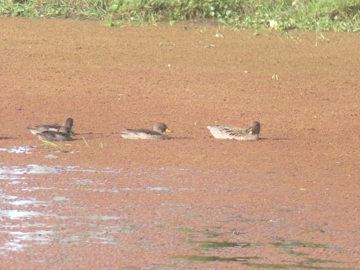 Yellow-billed Teal - ML620590628