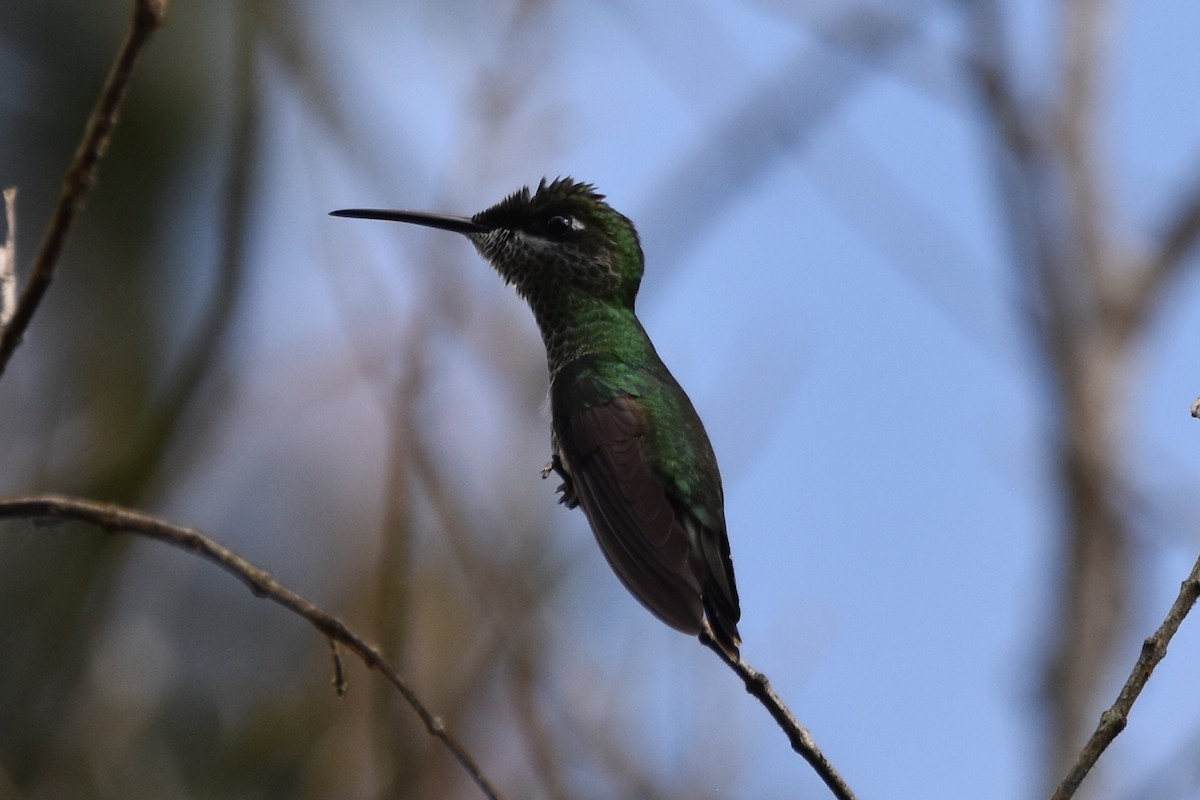 Violet-fronted Brilliant - ML620590630