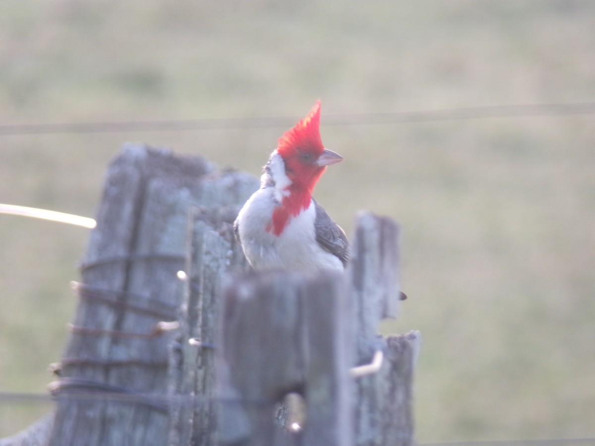 Red-crested Cardinal - ML620590634