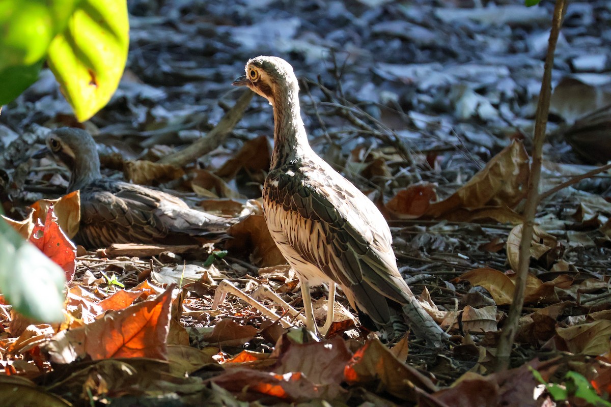 Bush Thick-knee - Sonia Boughton