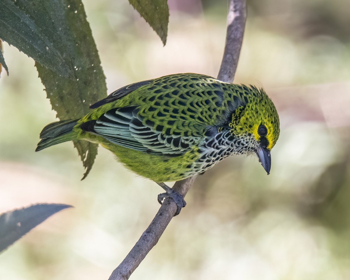 Speckled Tanager - ML620590658