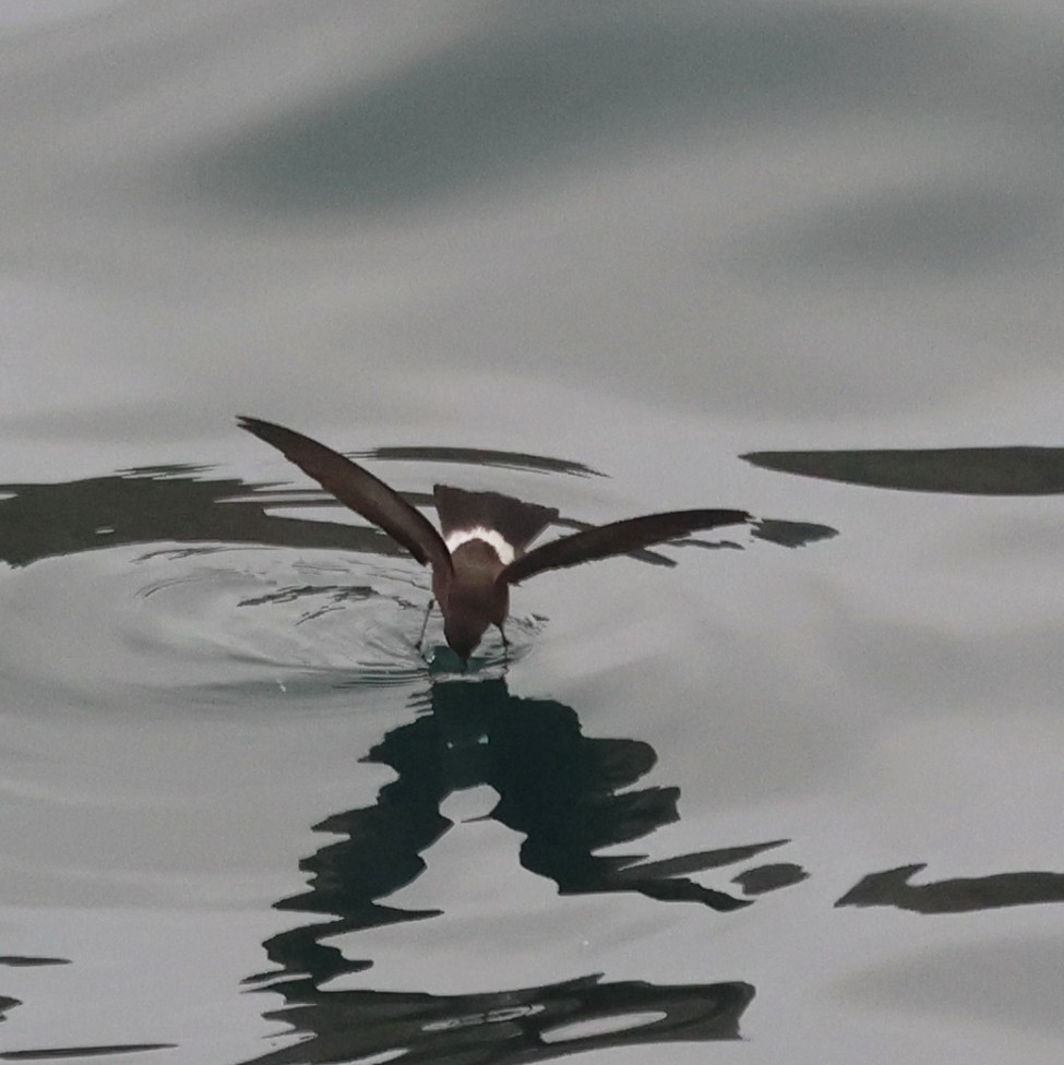 Elliot's Storm-Petrel - ML620590664