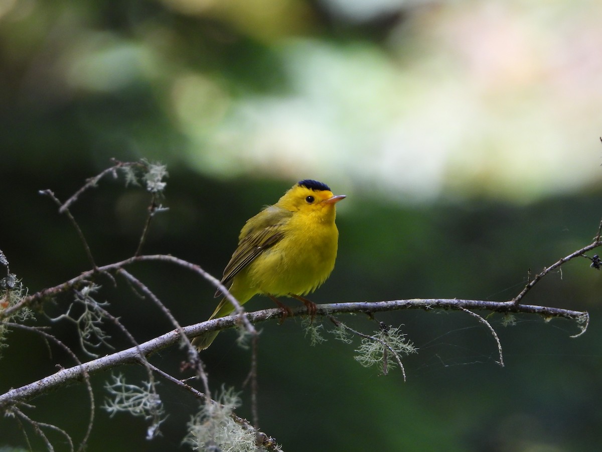 Wilson's Warbler - ML620590673