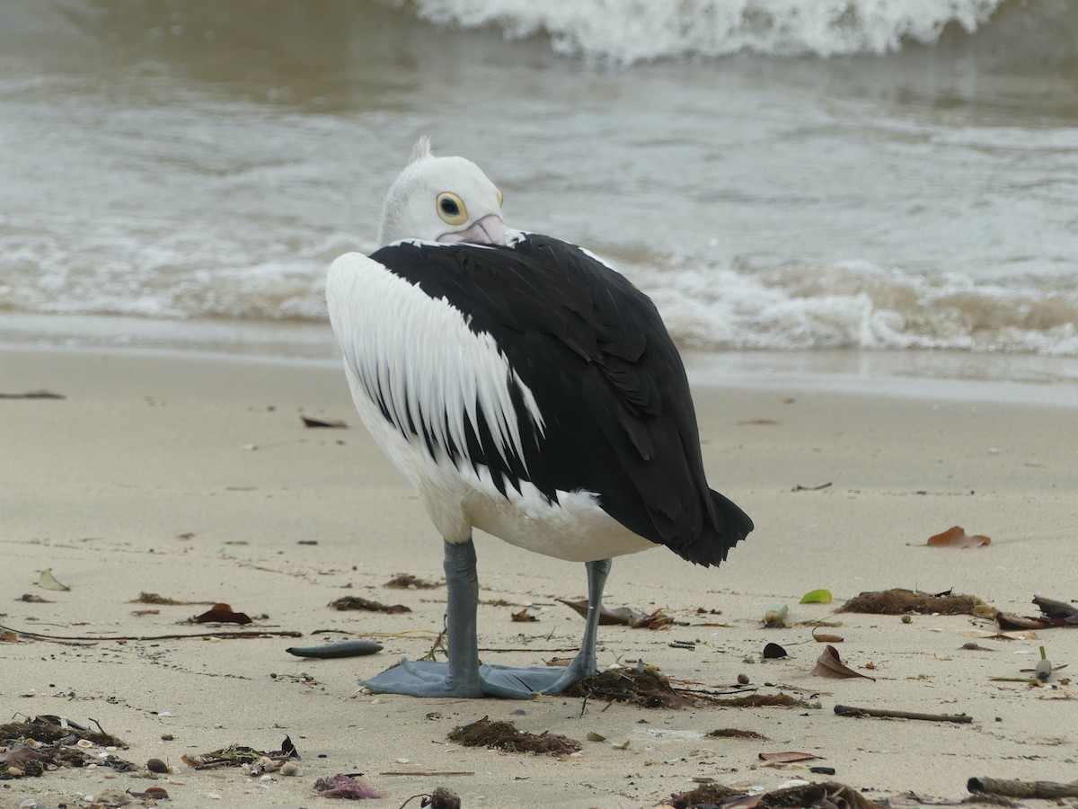 Australian Pelican - ML620590679