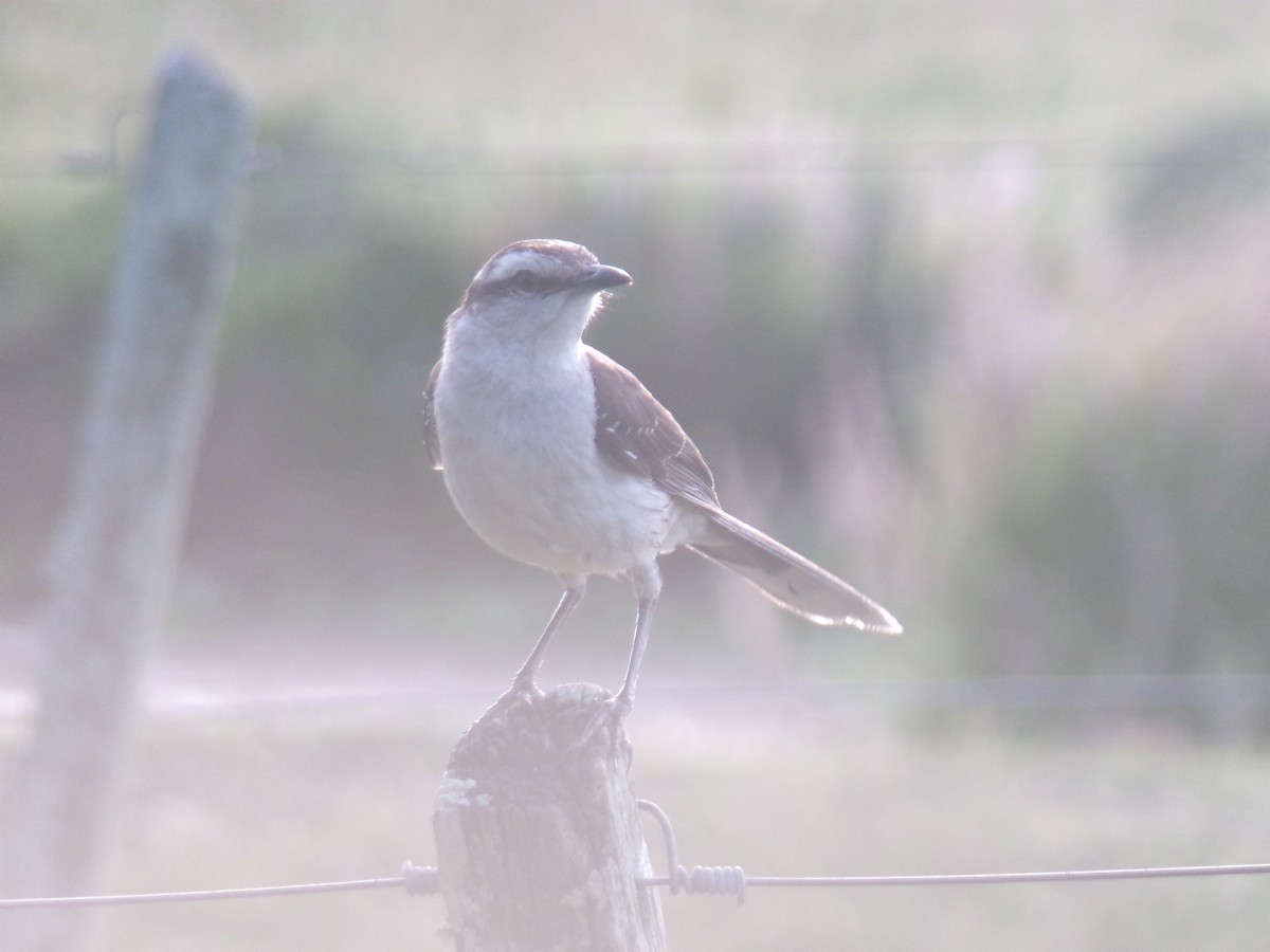 Chalk-browed Mockingbird - ML620590680