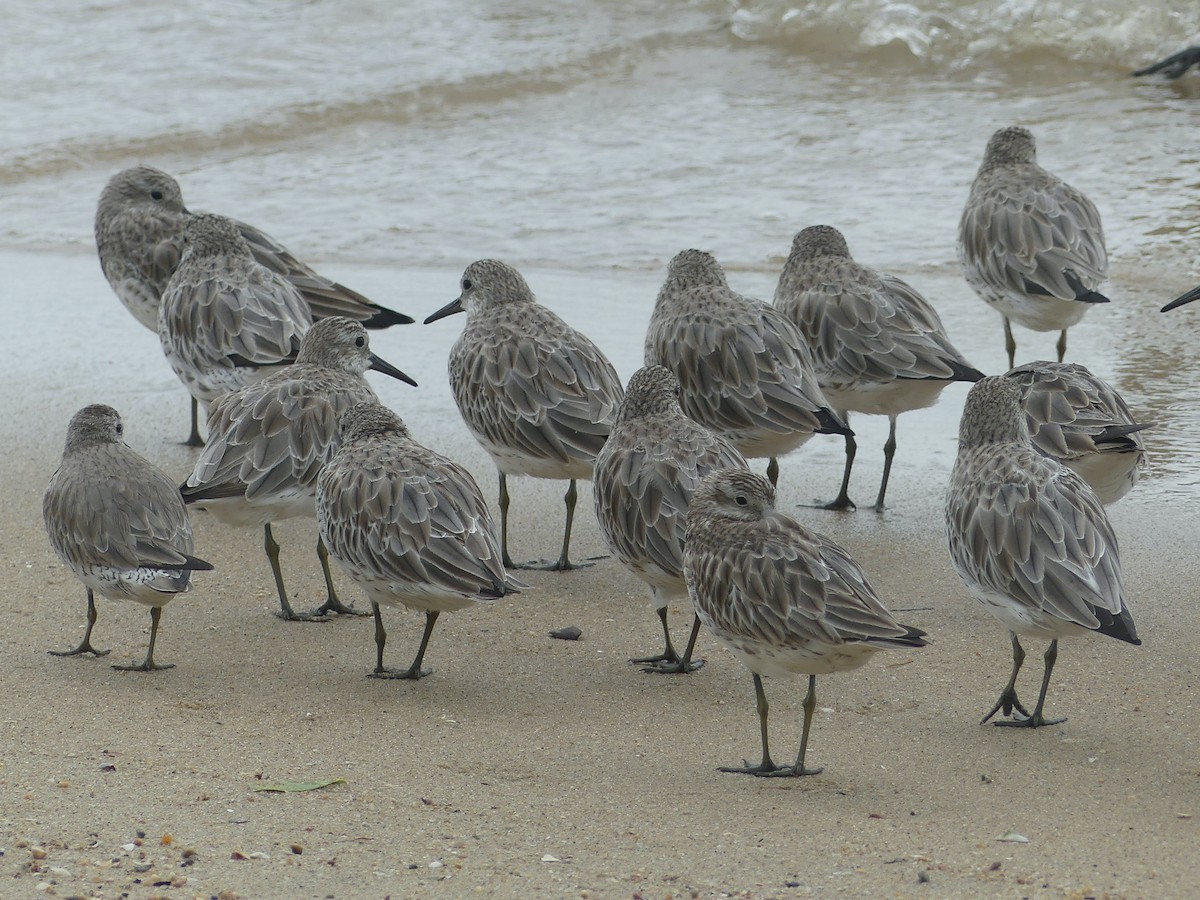 Great Knot - ML620590681