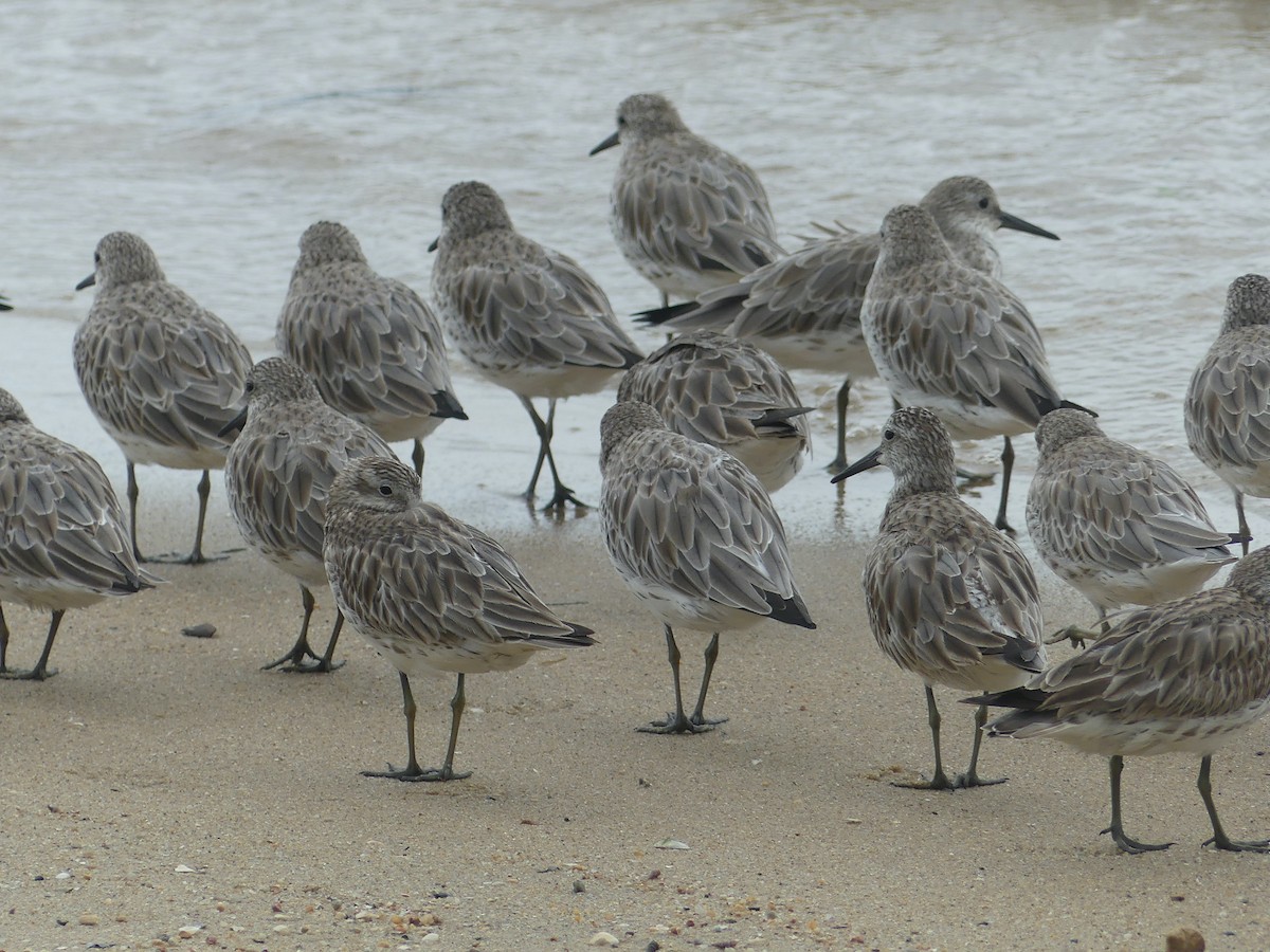 Great Knot - ML620590695