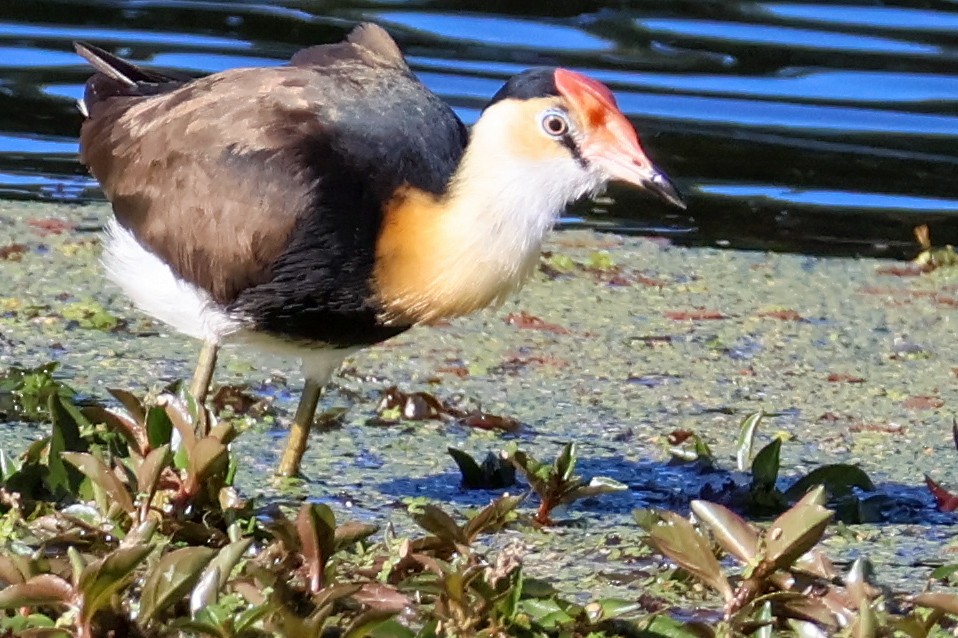 Comb-crested Jacana - Sonia Boughton