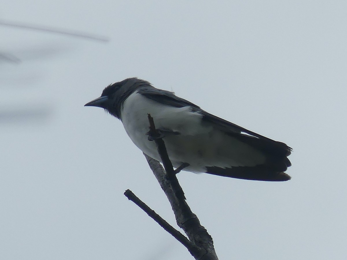 White-breasted Woodswallow - ML620590710