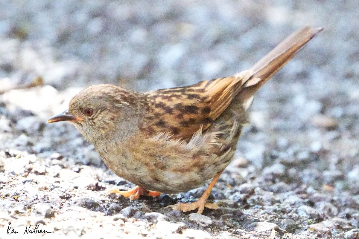 Dunnock - Ran Nathan