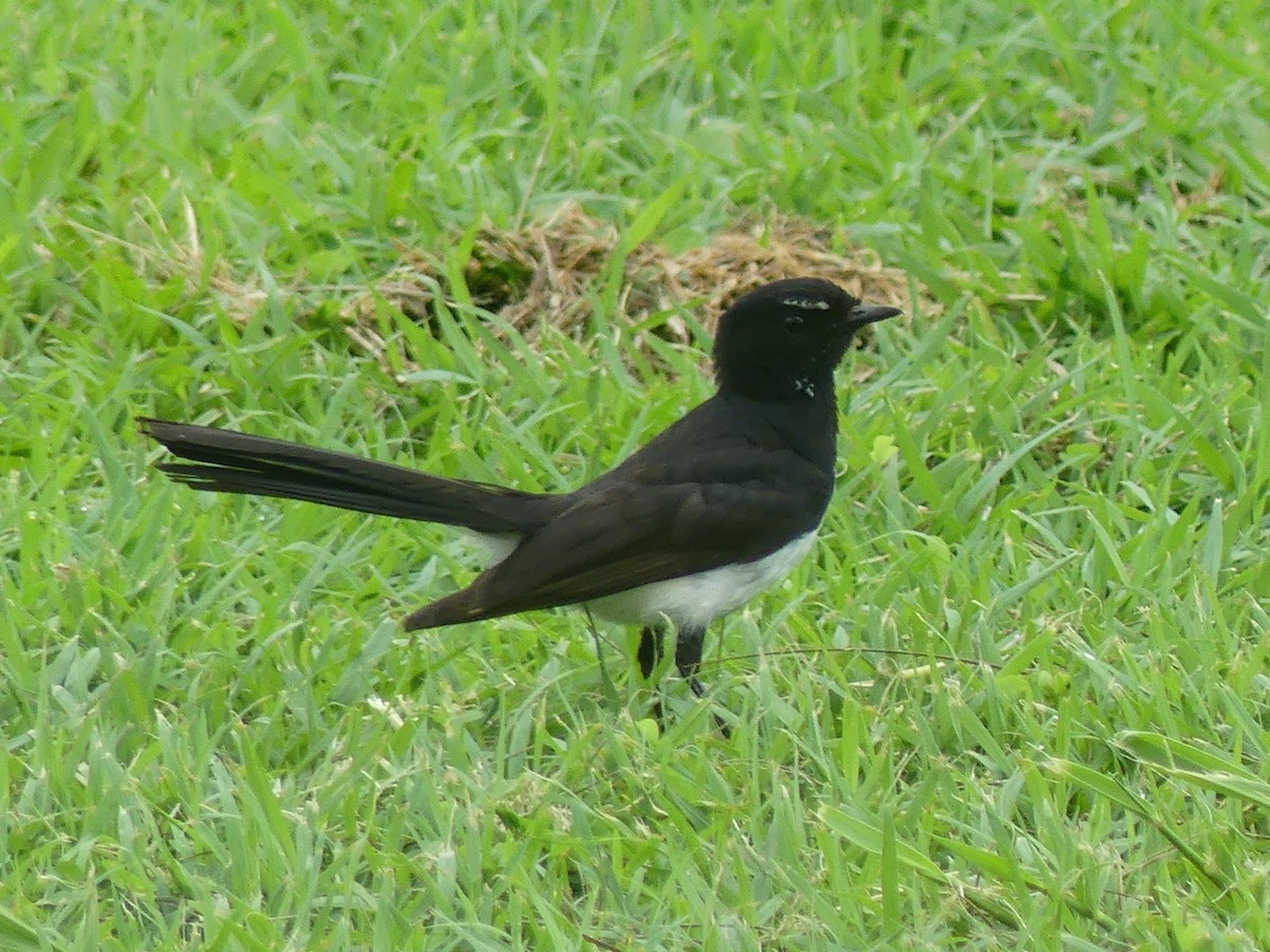 Willie-wagtail - ML620590719