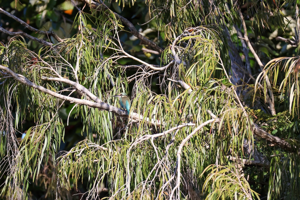 Sacred Kingfisher - ML620590729