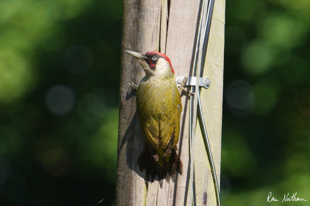 Eurasian Green Woodpecker - ML620590731