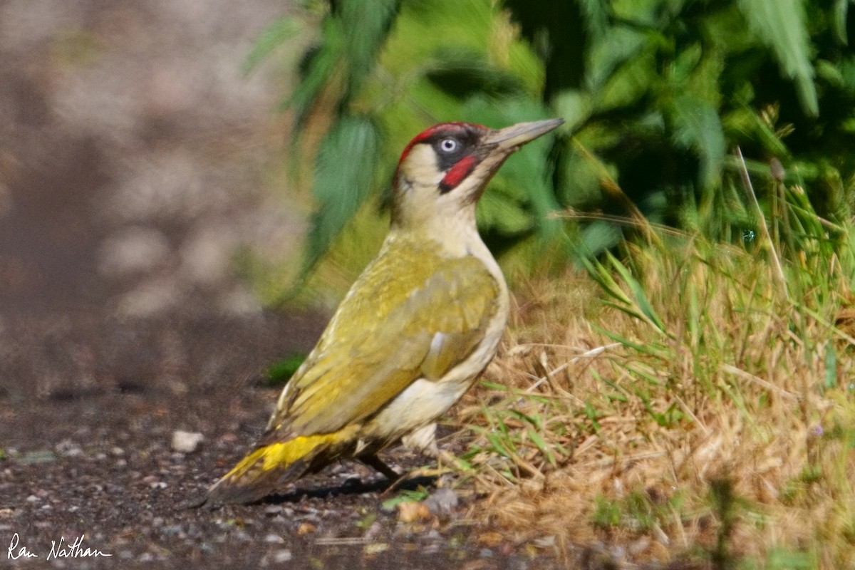 Eurasian Green Woodpecker - ML620590733