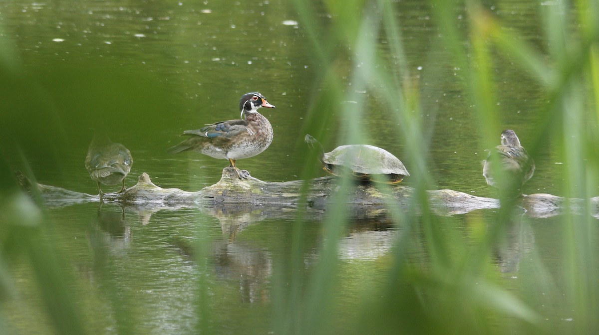 Wood Duck - ML620590734