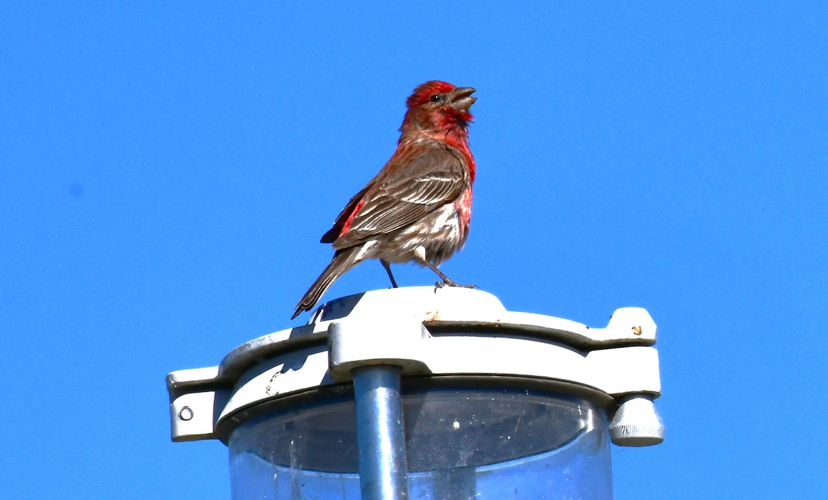 House Finch - ML620590736