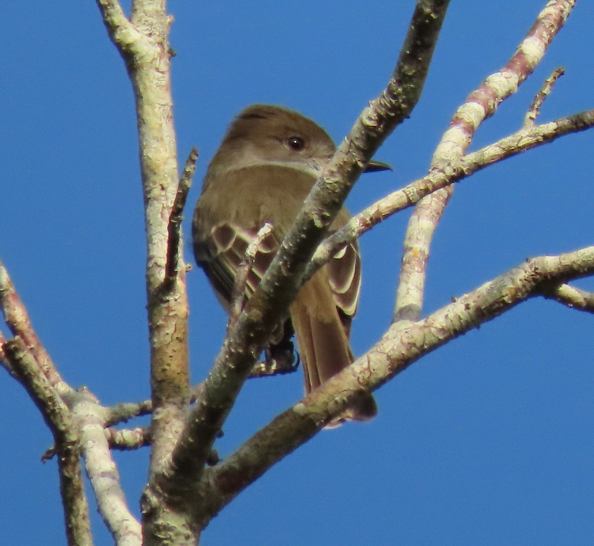 La Sagra's Flycatcher - ML620590737