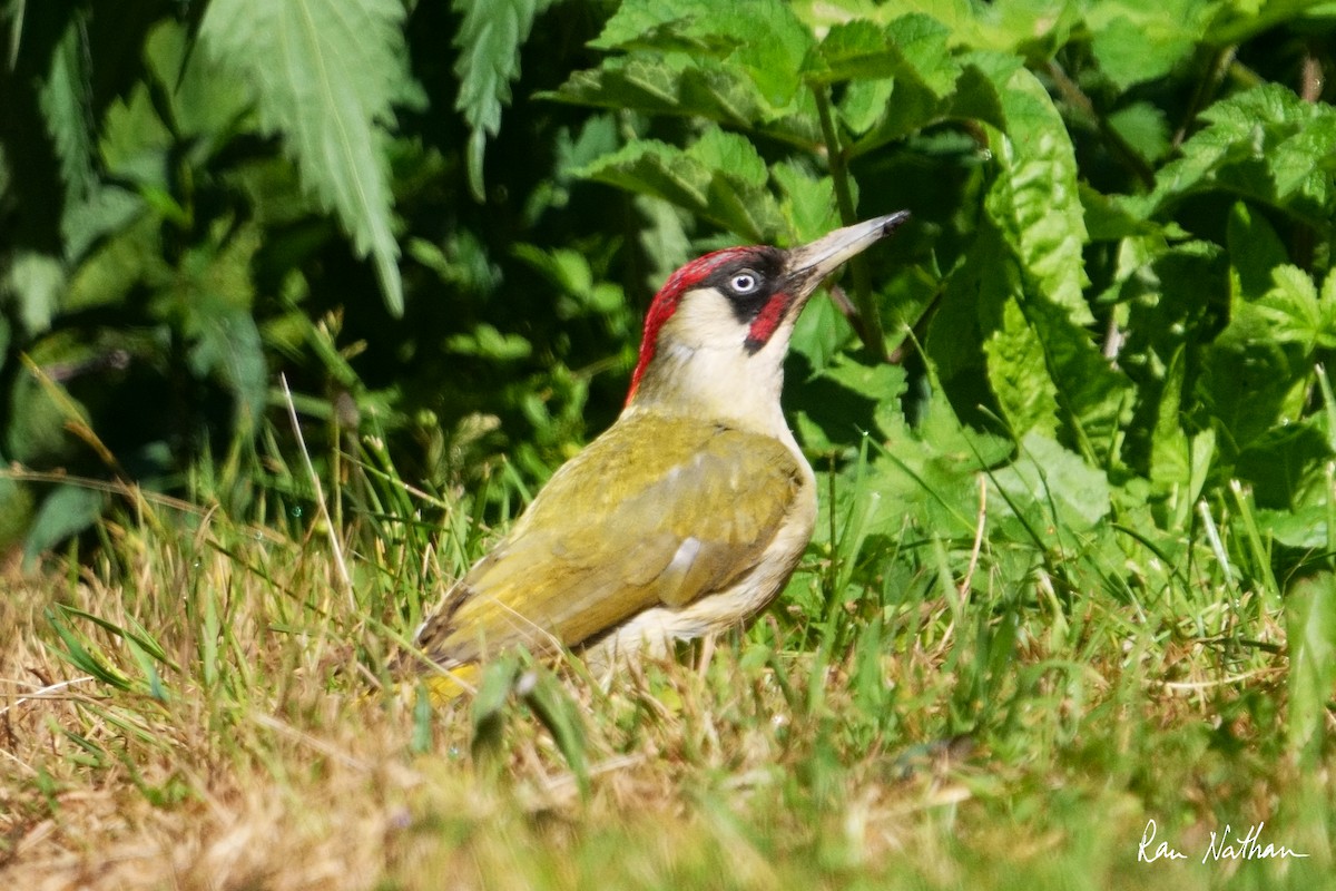 Eurasian Green Woodpecker - ML620590739