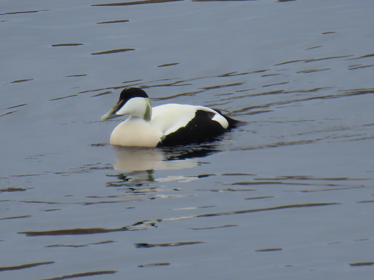 Common Eider - ML620590741