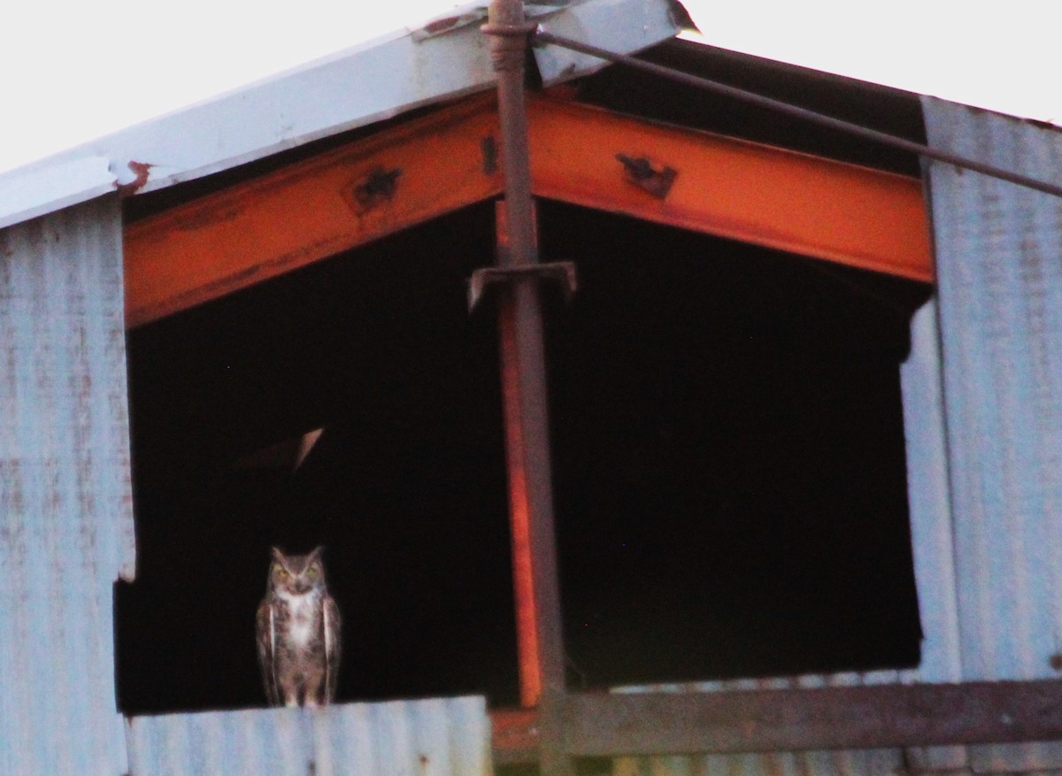 Great Horned Owl - ML620590744