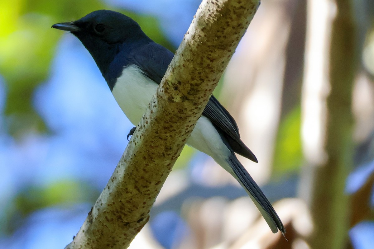 Leaden Flycatcher - ML620590745