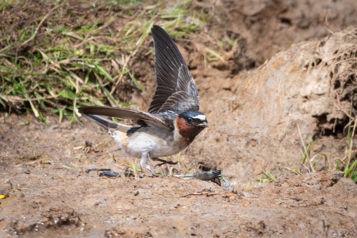 Cliff Swallow - ML620590755