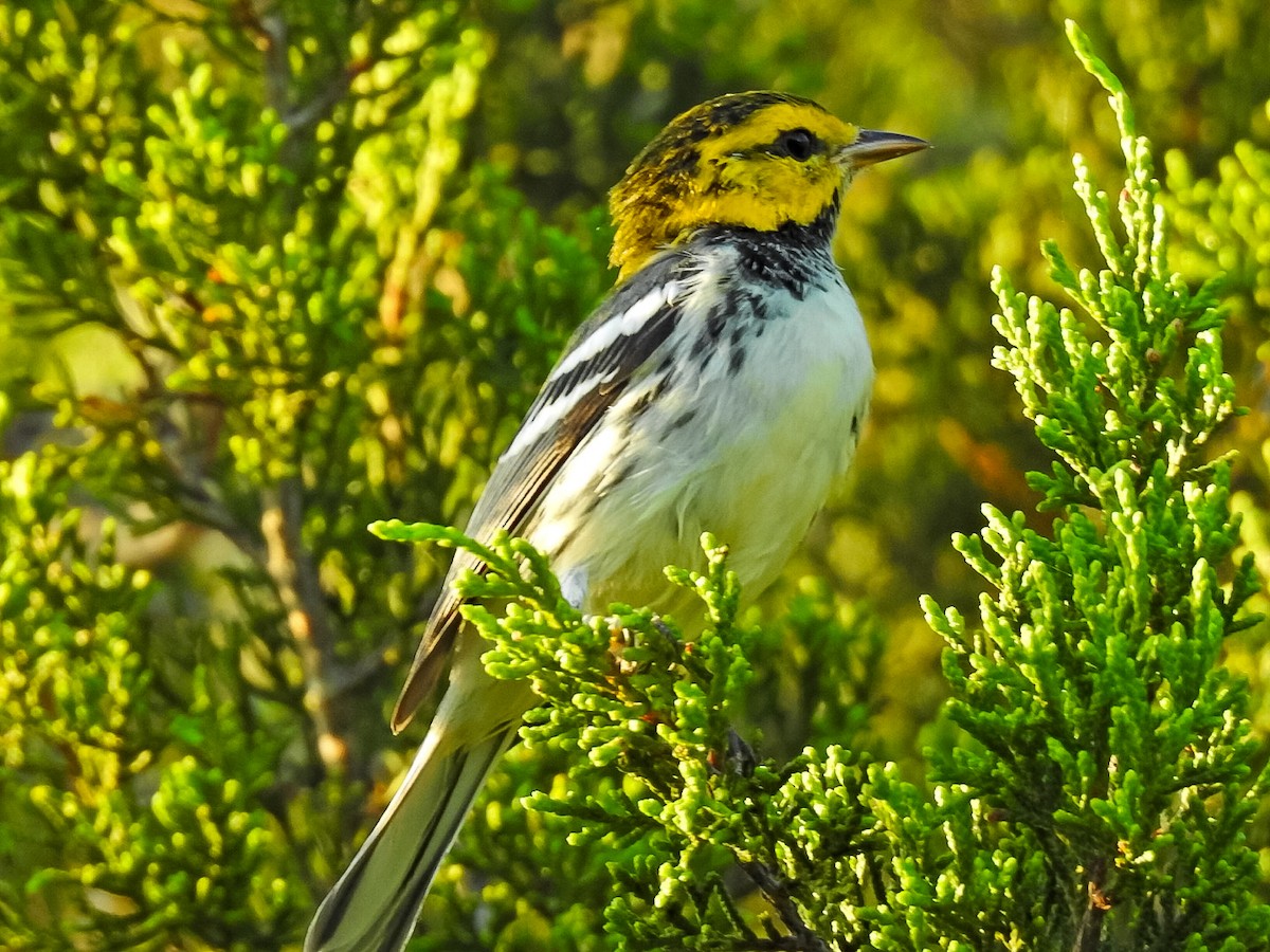 Golden-cheeked Warbler - ML620590759