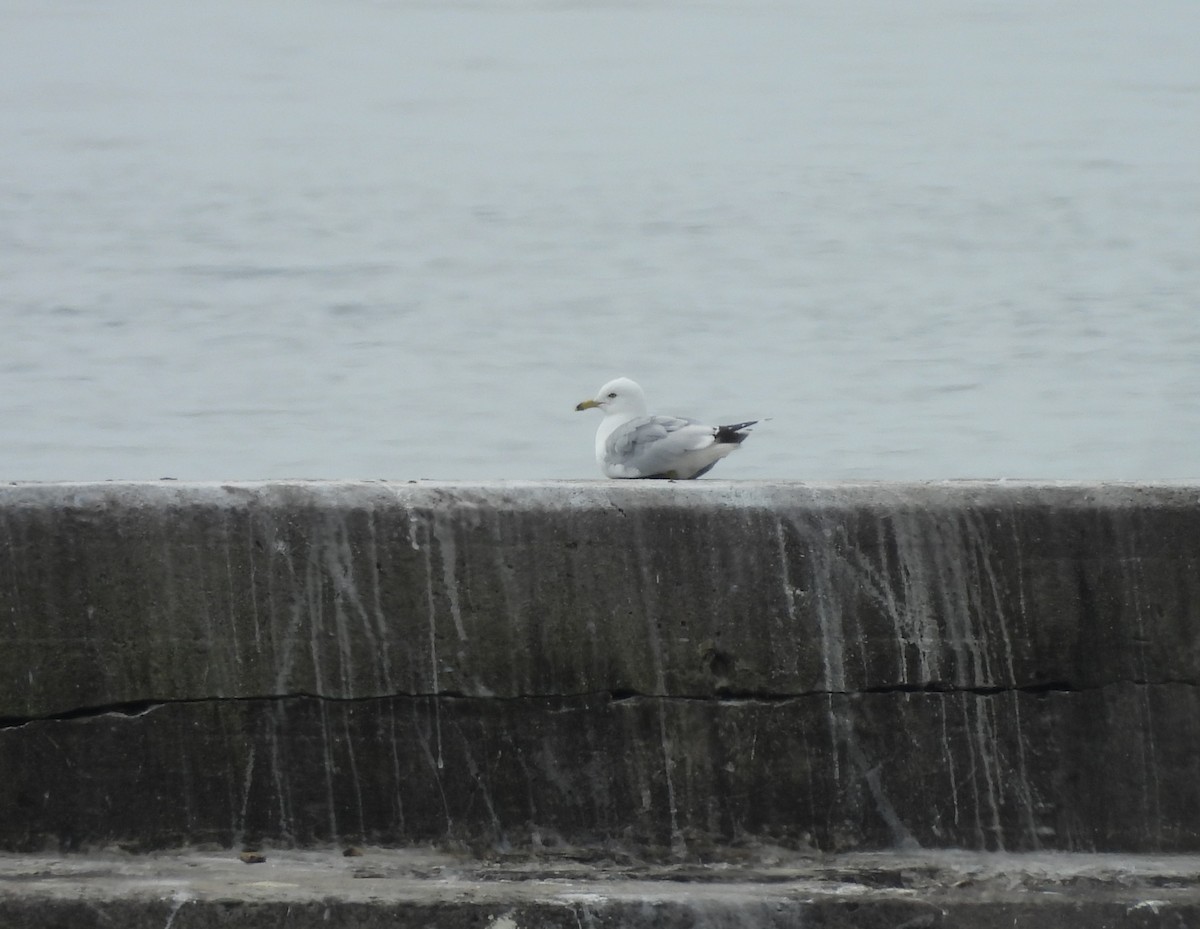 Gaviota de Delaware - ML620590763