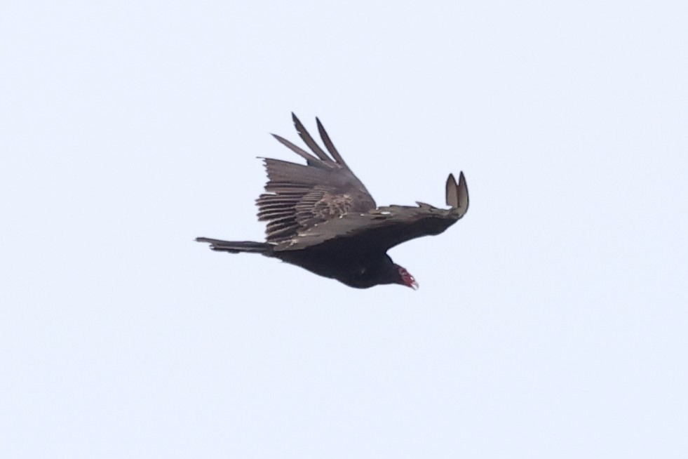 Turkey Vulture - ML620590767
