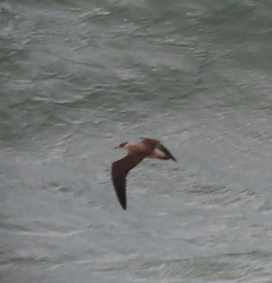 Cory's Shearwater - ML620590770