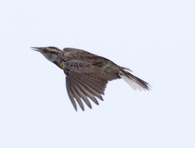 Eastern Meadowlark - ML620590772