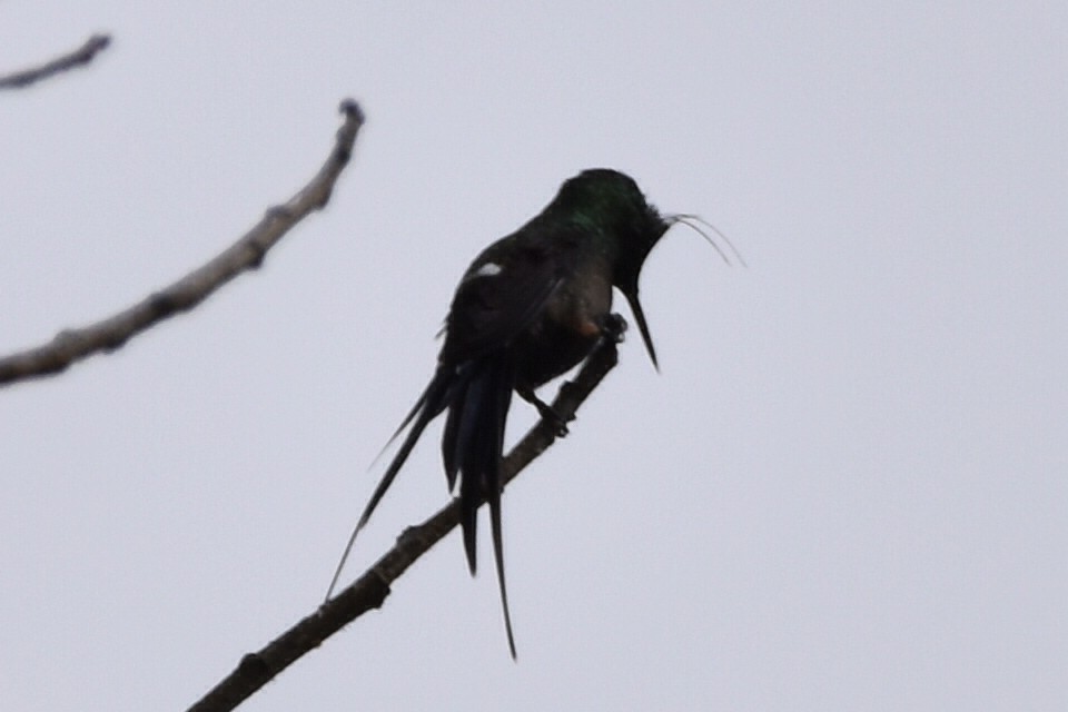 Wire-crested Thorntail - ML620590774