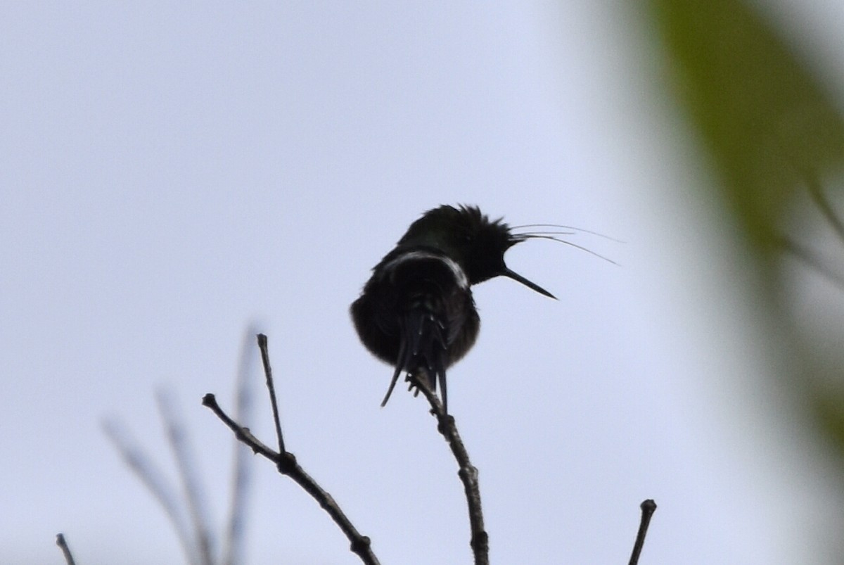 Wire-crested Thorntail - ML620590775