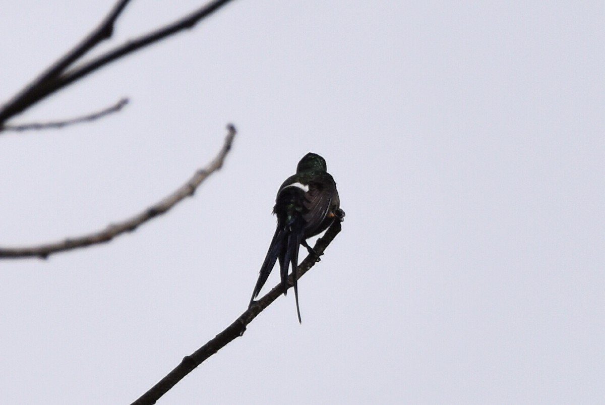 Wire-crested Thorntail - ML620590776