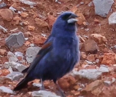 Blue Grosbeak - ML620590777