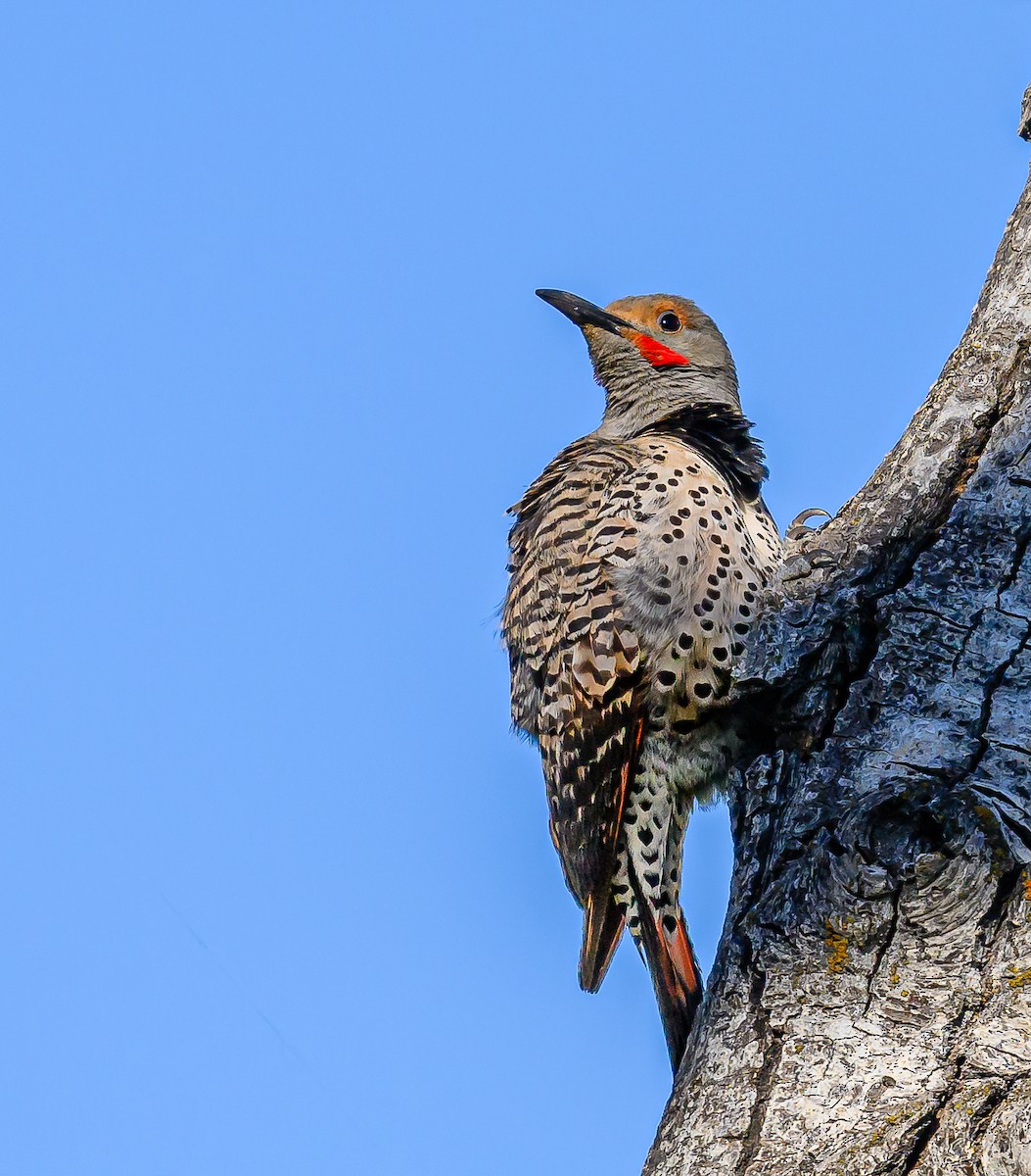 Northern Flicker (Yellow-shafted x Red-shafted) - ML620590781