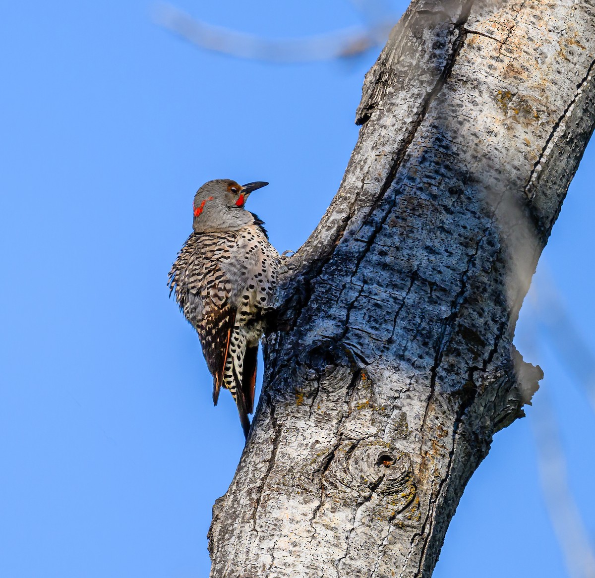 Northern Flicker (Yellow-shafted x Red-shafted) - Ken Miracle