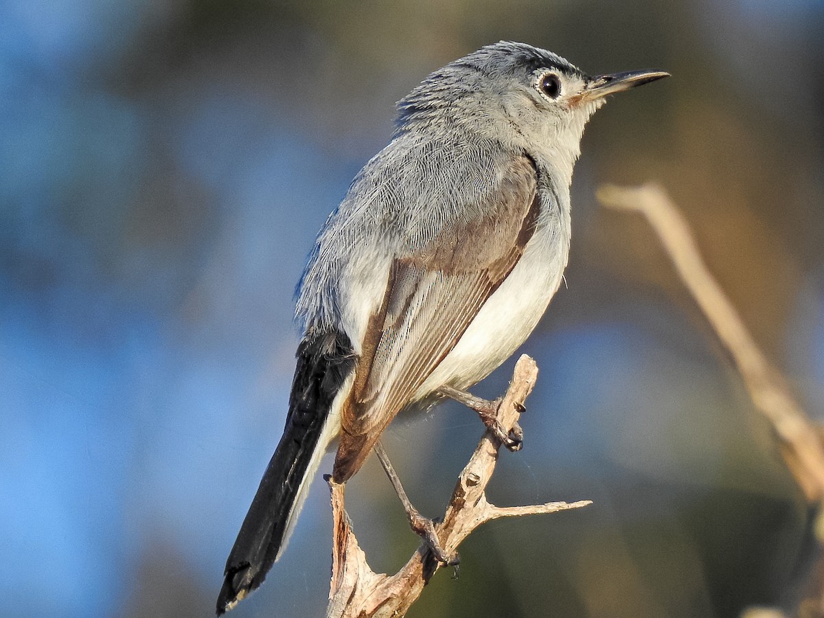 Blue-gray Gnatcatcher - ML620590784