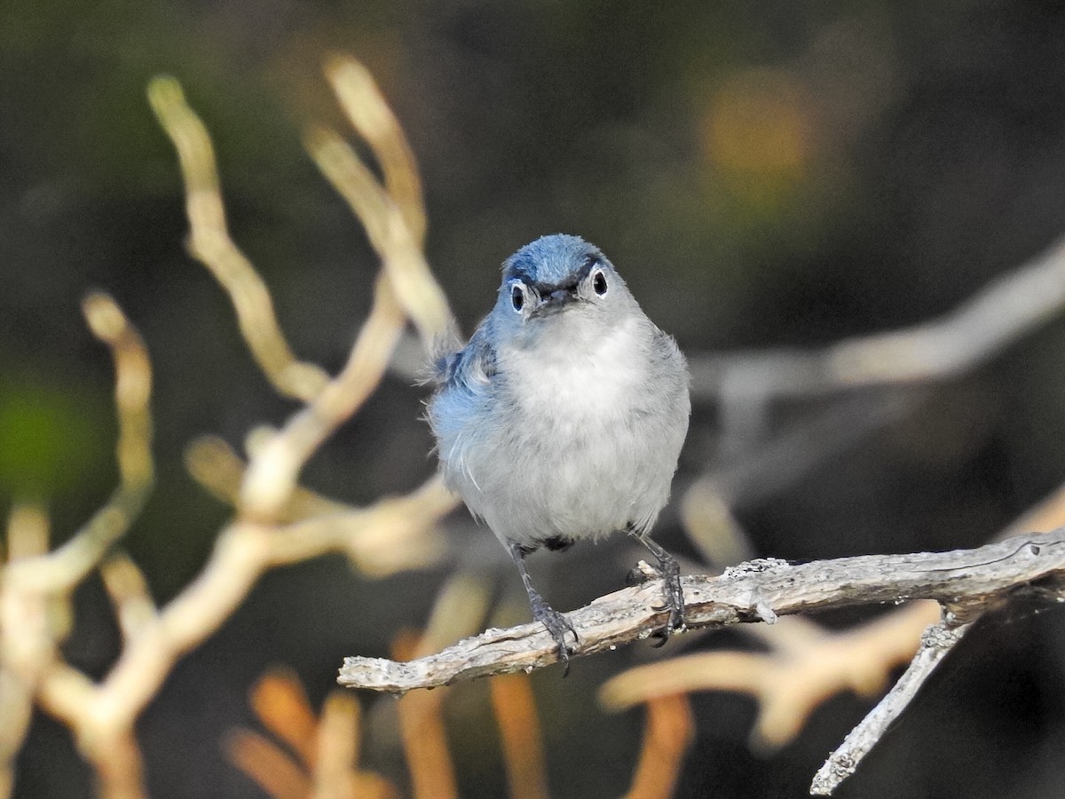 Blue-gray Gnatcatcher - ML620590786