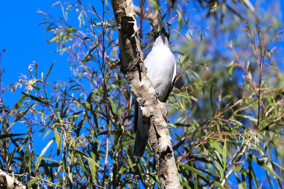 White-bellied Cuckooshrike - ML620590787