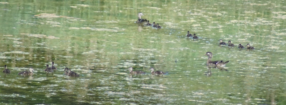 Wood Duck - ML620590789