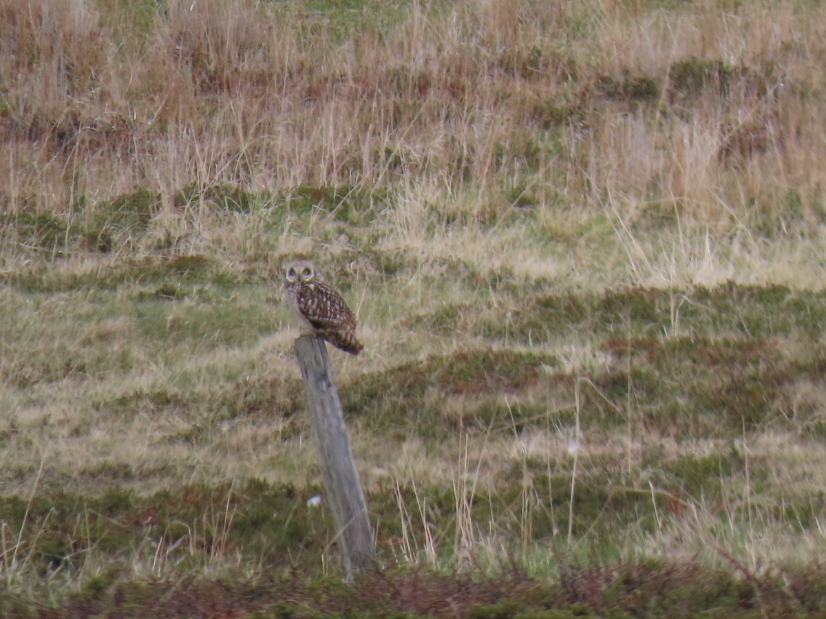 Short-eared Owl - ML620590796