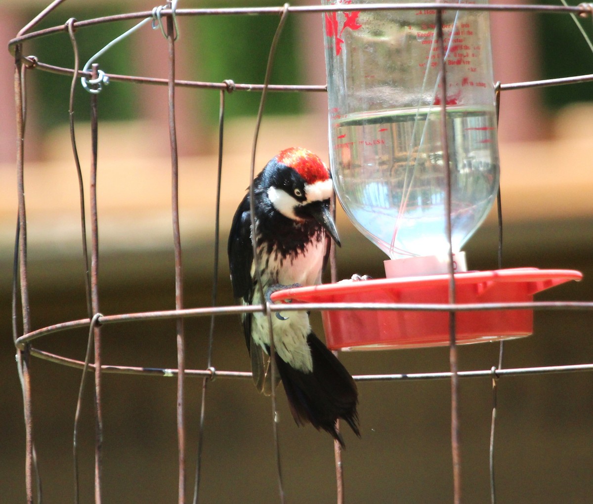 Acorn Woodpecker - Samuel Perloff