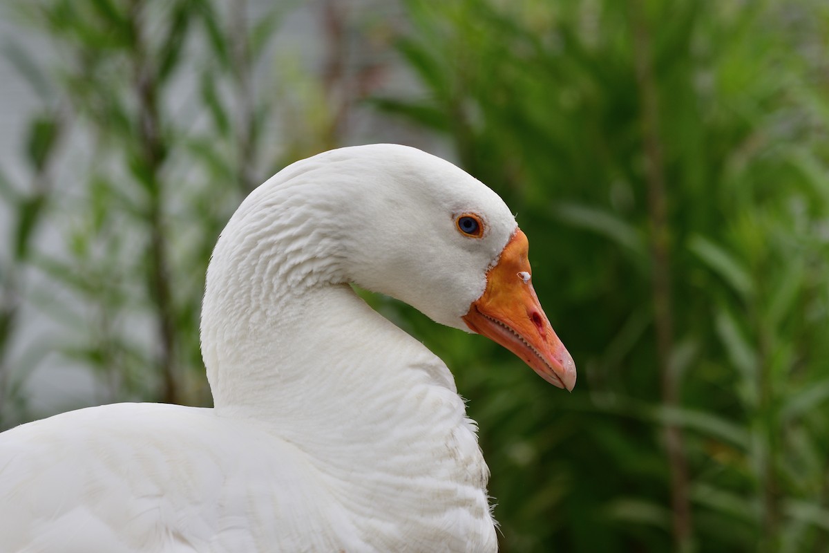 Graylag Goose (Domestic type) - ML620590802