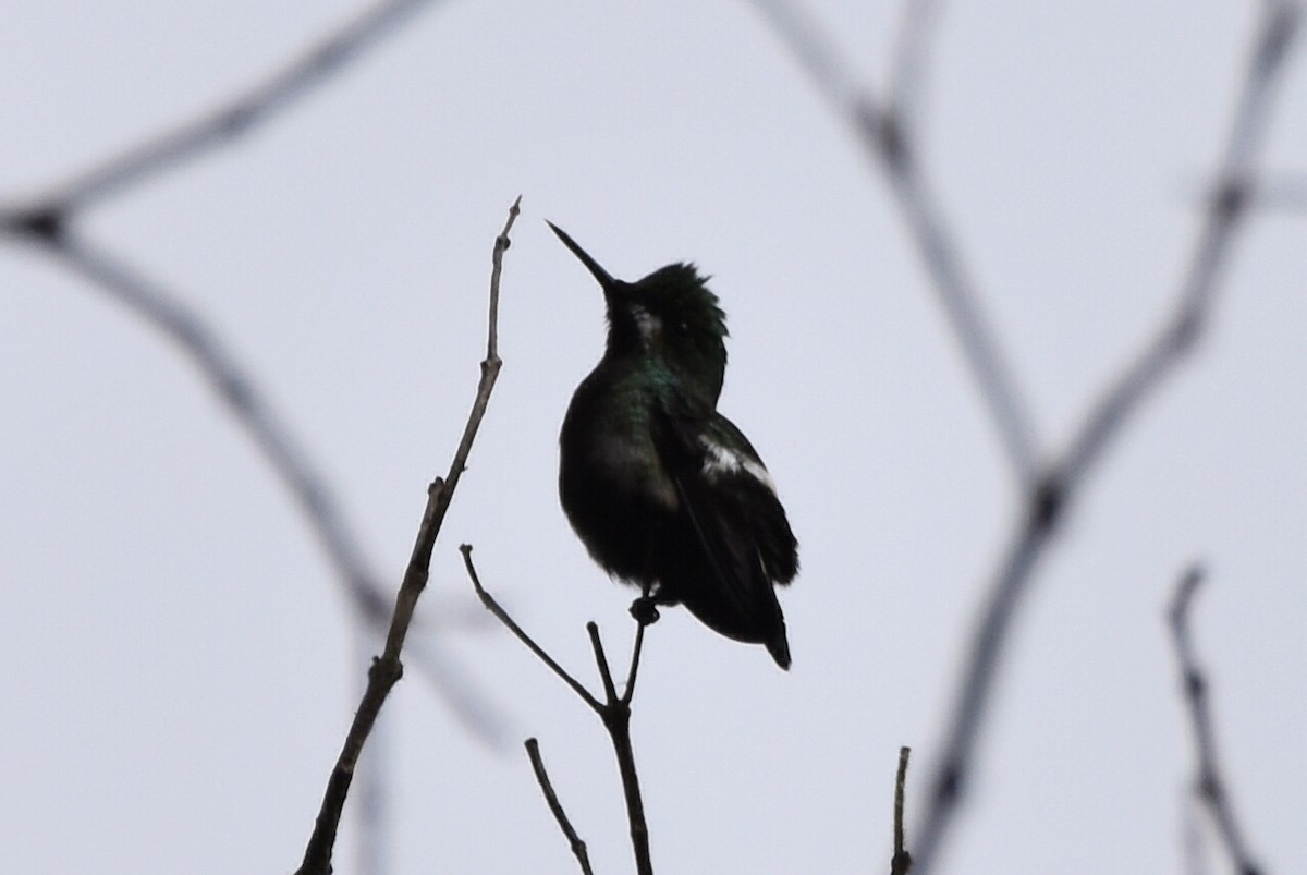 kolibřík ostrochocholatý - ML620590813