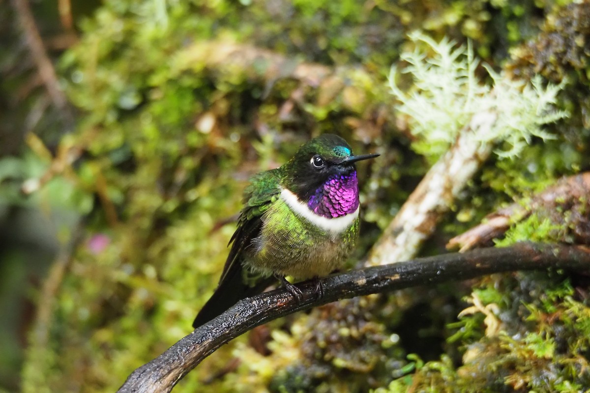 kolibřík sluneční - ML620590818