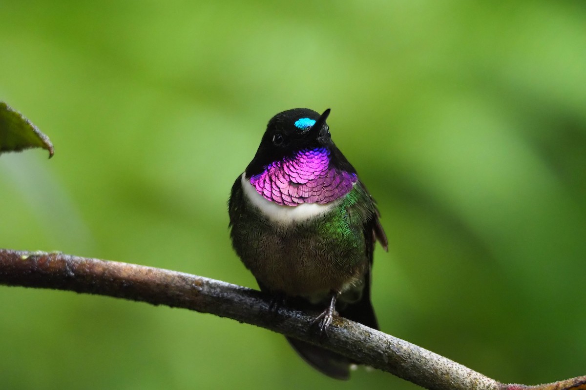 kolibřík sluneční - ML620590822